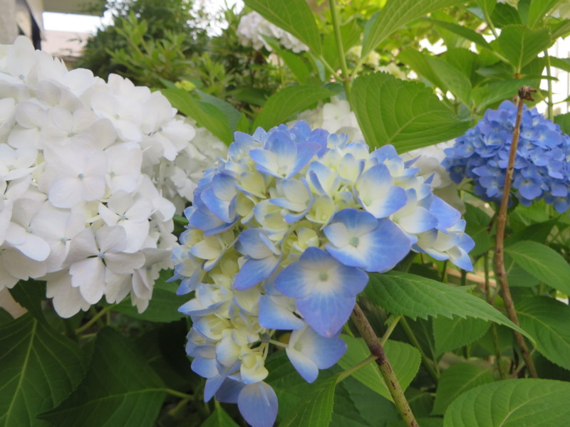 f:id:sasameyuki47:20160604091852j:image:w360 f:id:sasameyuki47:20160604091852j:image:w360