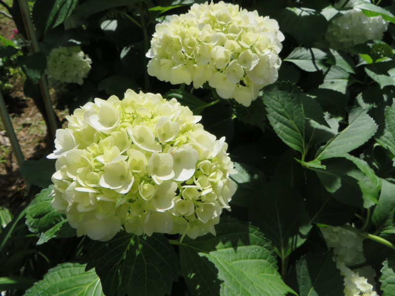 f:id:sasameyuki47:20160604091906j:image:w360 f:id:sasameyuki47:20160604091906j:image:w360