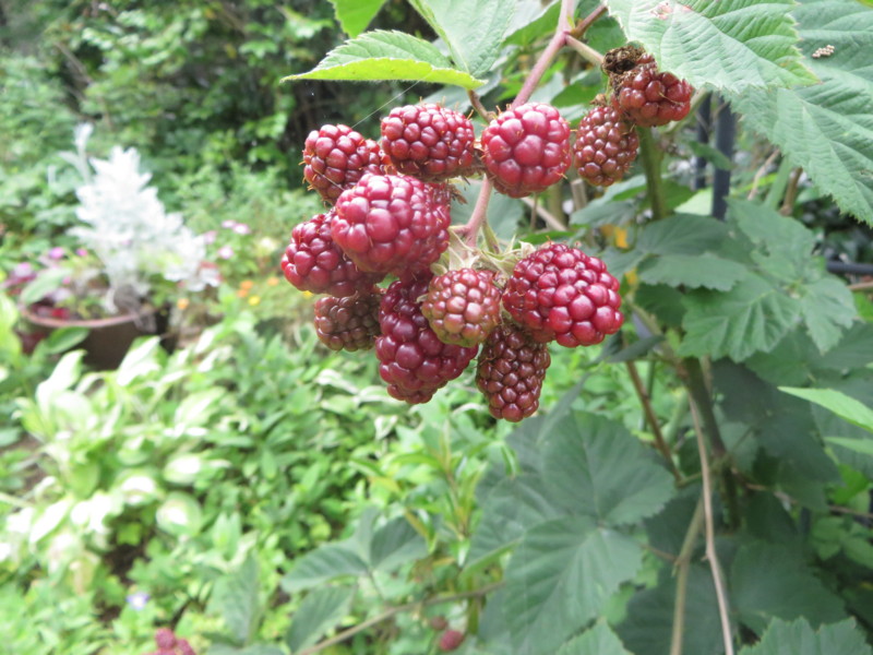 f:id:sasameyuki47:20160706094718j:image:w360 f:id:sasameyuki47:20160706094718j:image:w360