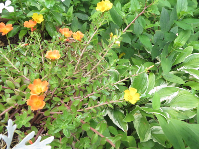 f:id:sasameyuki47:20160706094736j:image:w360 f:id:sasameyuki47:20160706094736j:image:w360