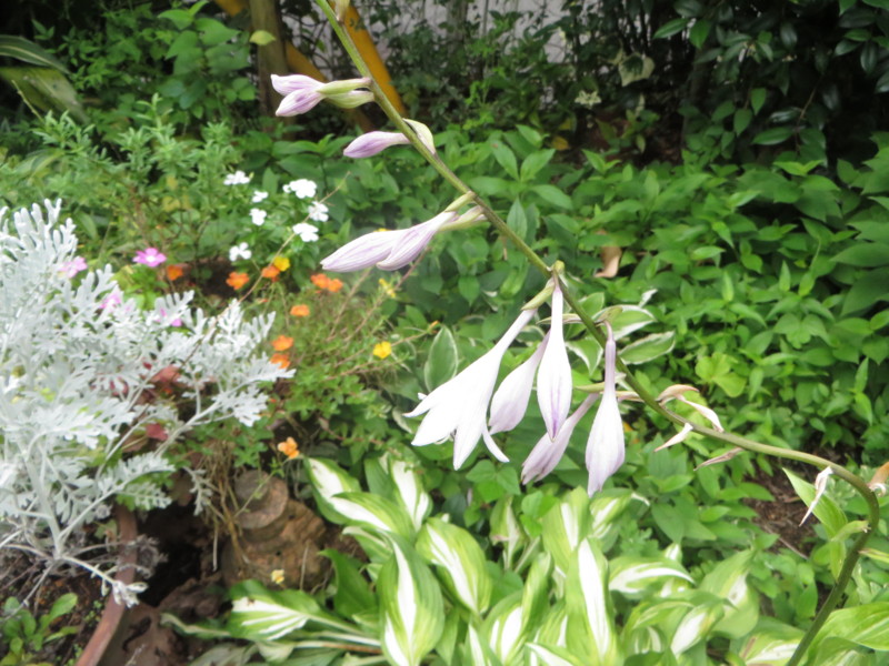 f:id:sasameyuki47:20160706094742j:image:w360 f:id:sasameyuki47:20160706094742j:image:w360