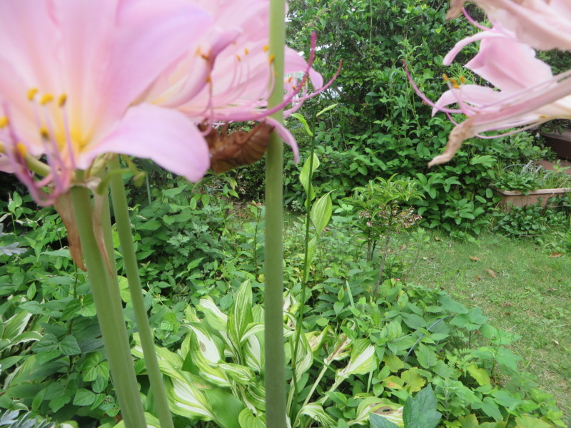 f:id:sasameyuki47:20160728093851j:image:w360 f:id:sasameyuki47:20160728093851j:image:w360
