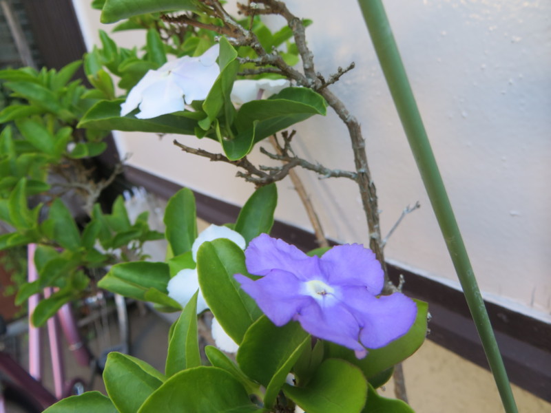 f:id:sasameyuki47:20160730084037j:image:w360 f:id:sasameyuki47:20160730084037j:image:w360