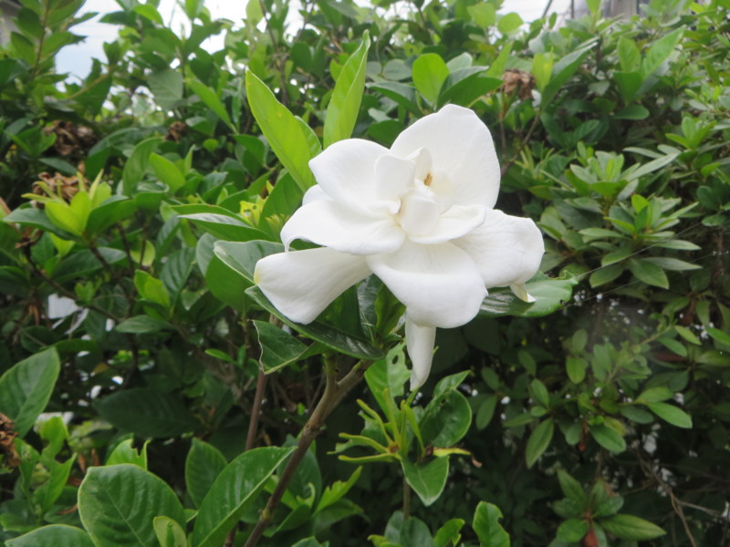 f:id:sasameyuki47:20160802163215j:image:w360 f:id:sasameyuki47:20160802163215j:image:w360