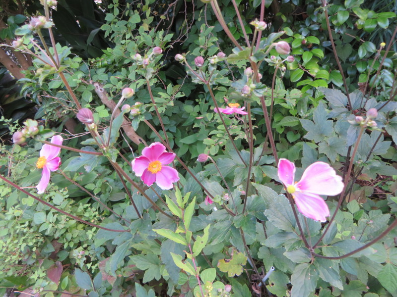 f:id:sasameyuki47:20160824162156j:image:w360 f:id:sasameyuki47:20160824162156j:image:w360