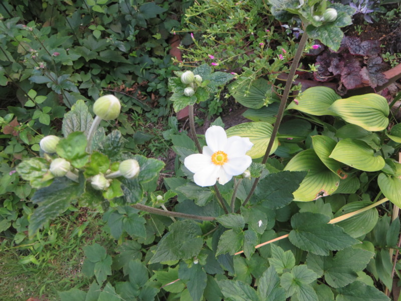 f:id:sasameyuki47:20160824162213j:image:w360 f:id:sasameyuki47:20160824162213j:image:w360