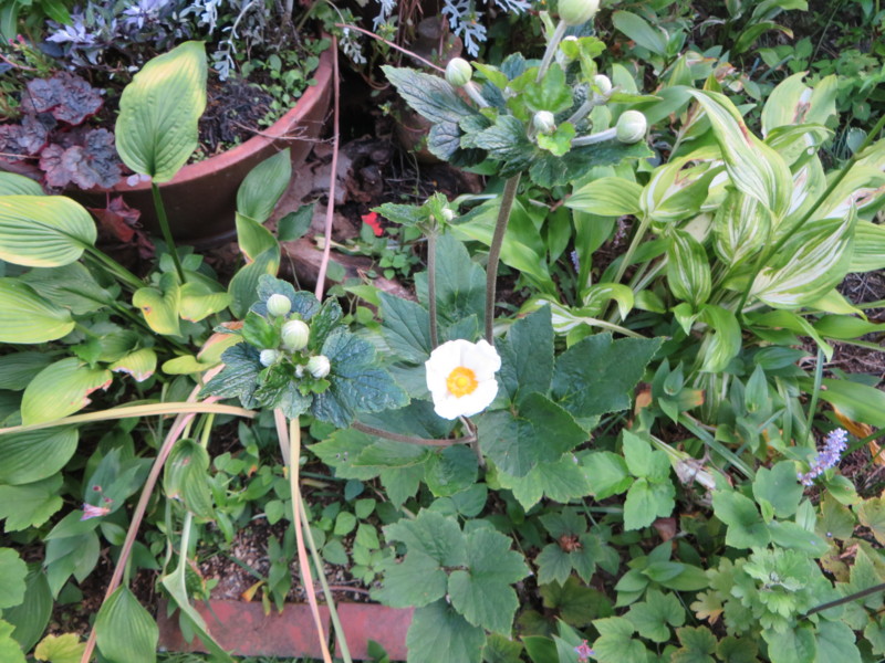 f:id:sasameyuki47:20160824162221j:image:w360 f:id:sasameyuki47:20160824162221j:image:w360