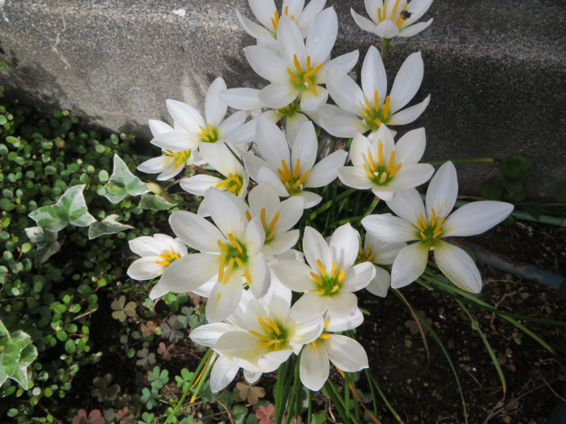 f:id:sasameyuki47:20160829074235j:image:w360 f:id:sasameyuki47:20160829074235j:image:w360
