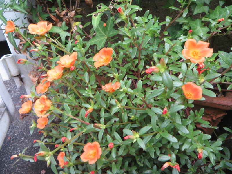 f:id:sasameyuki47:20160829074331j:image:w360 f:id:sasameyuki47:20160829074331j:image:w360