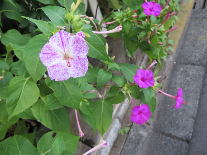 f:id:sasameyuki47:20160901165535j:image:w360 f:id:sasameyuki47:20160901165535j:image:w360