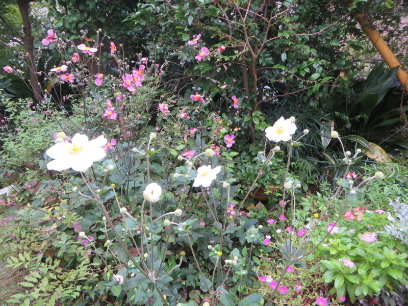 f:id:sasameyuki47:20160921115336j:image:w360
