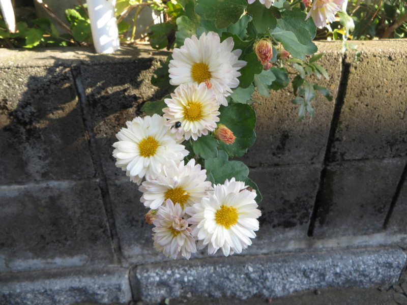 f:id:sasameyuki47:20161105082215j:image:w360 f:id:sasameyuki47:20161105082215j:image:w360