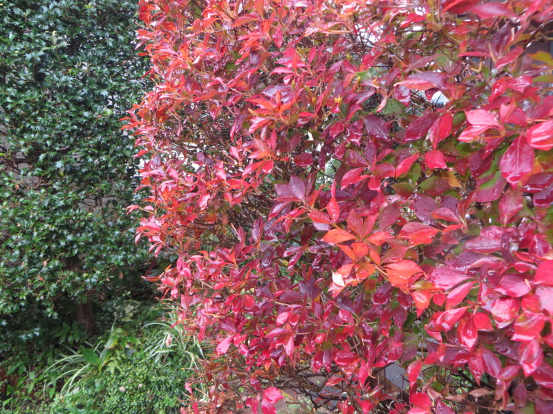 f:id:sasameyuki47:20161119095012j:image:w360 f:id:sasameyuki47:20161119095012j:image:w360
