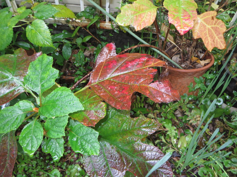 f:id:sasameyuki47:20161119095033j:image:w360 f:id:sasameyuki47:20161119095033j:image:w360
