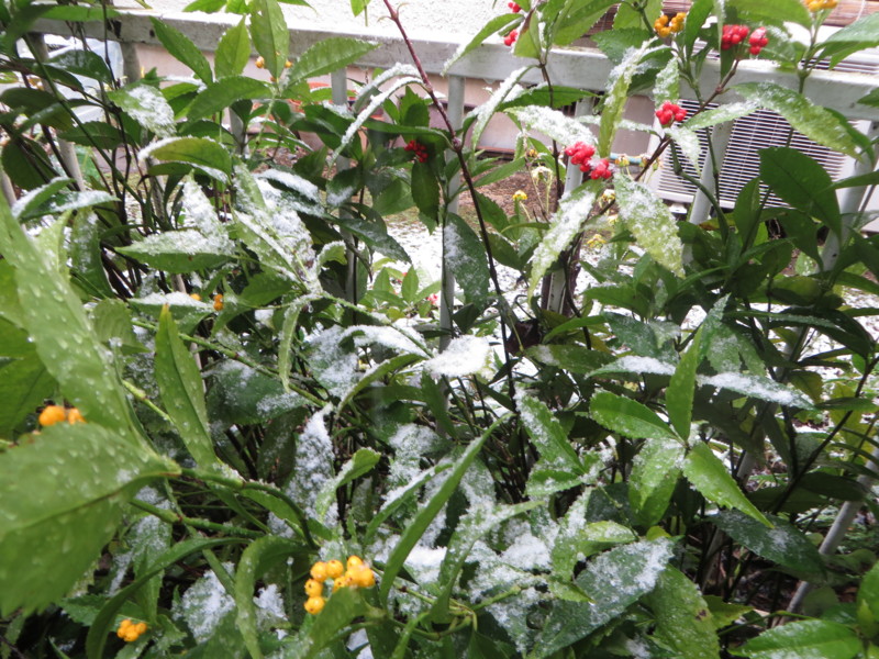 f:id:sasameyuki47:20161124094545j:image:w360 f:id:sasameyuki47:20161124094545j:image:w360