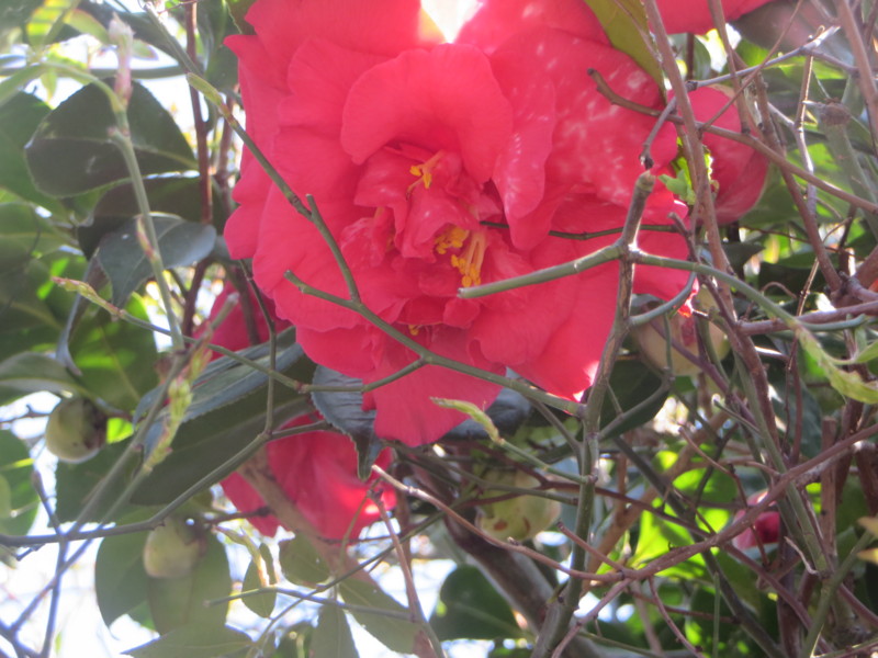 f:id:sasameyuki47:20170322093215j:image:w360 f:id:sasameyuki47:20170322093215j:image:w360