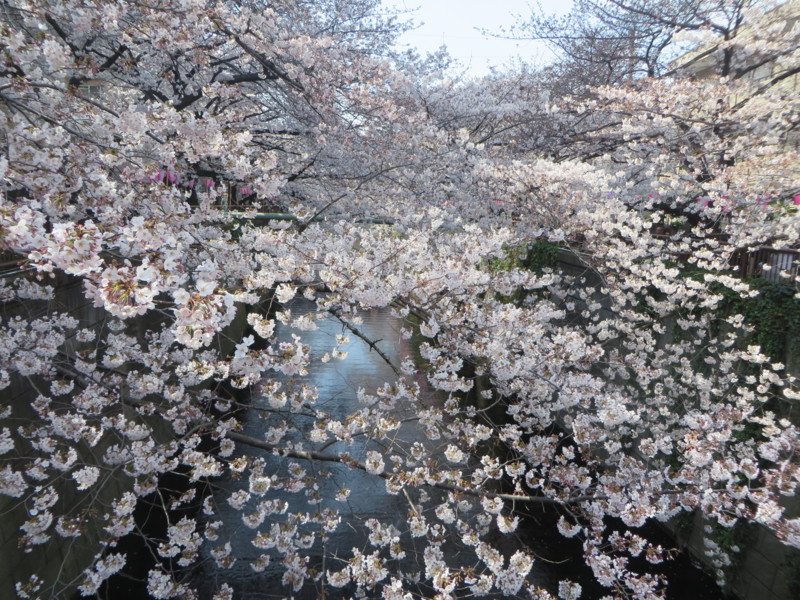 f:id:sasameyuki47:20170405140231j:image:w640 f:id:sasameyuki47:20170405140231j:image:w640