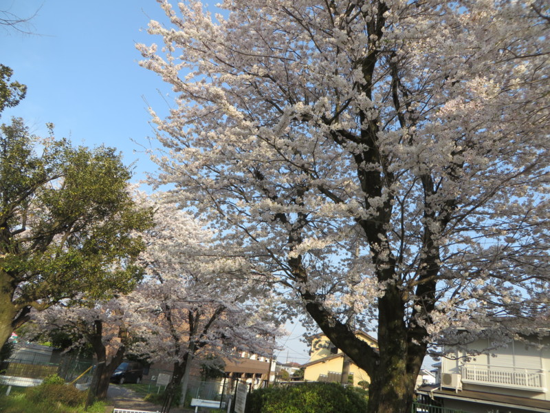 f:id:sasameyuki47:20170414162355j:image:w360 f:id:sasameyuki47:20170414162355j:image:w360
