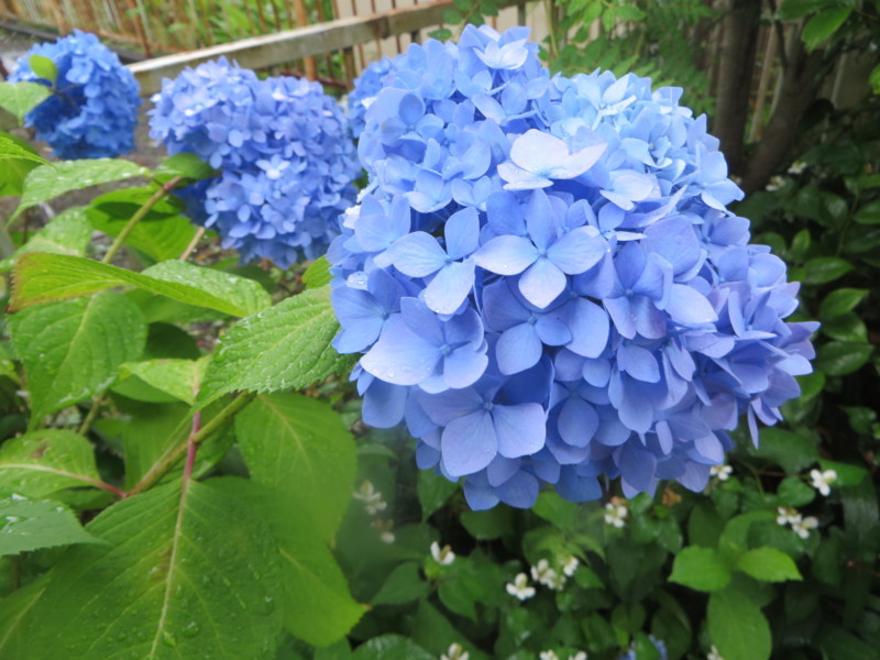 f:id:sasameyuki47:20170613111520j:image:w360