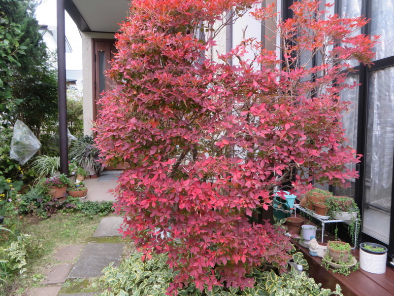 f:id:sasameyuki47:20171120103157j:image:w360 f:id:sasameyuki47:20171120103157j:image:w360