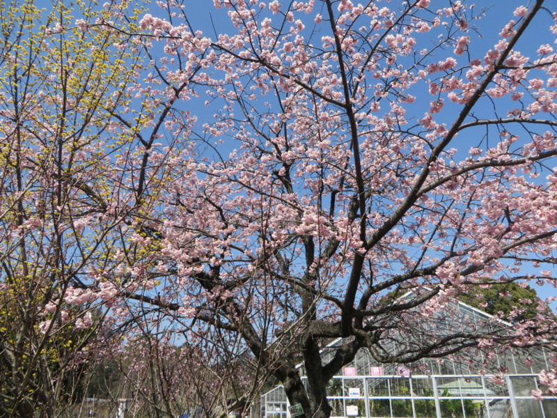 f:id:sasameyuki47:20180314115540j:image:w360
