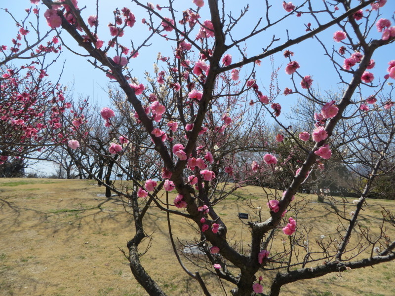 f:id:sasameyuki47:20180314121049j:image:w360