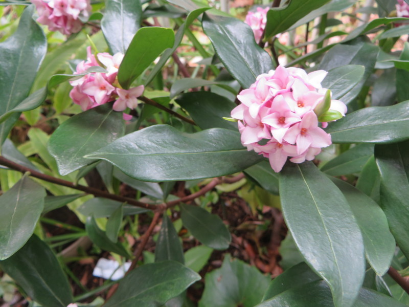 f:id:sasameyuki47:20180323143811j:image:w360 f:id:sasameyuki47:20180323143811j:image:w360