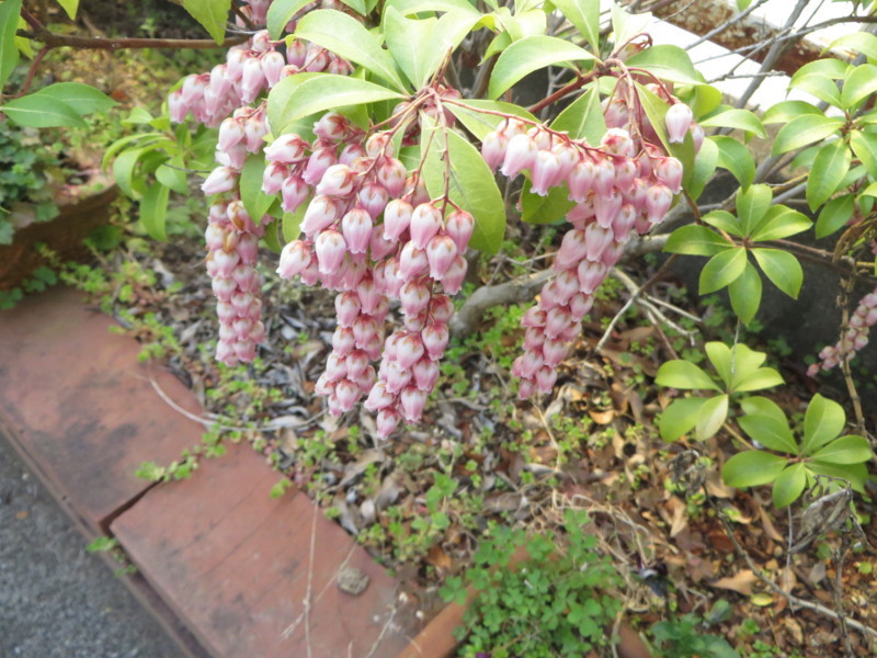 f:id:sasameyuki47:20180329142225j:image:w360 f:id:sasameyuki47:20180329142225j:image:w360