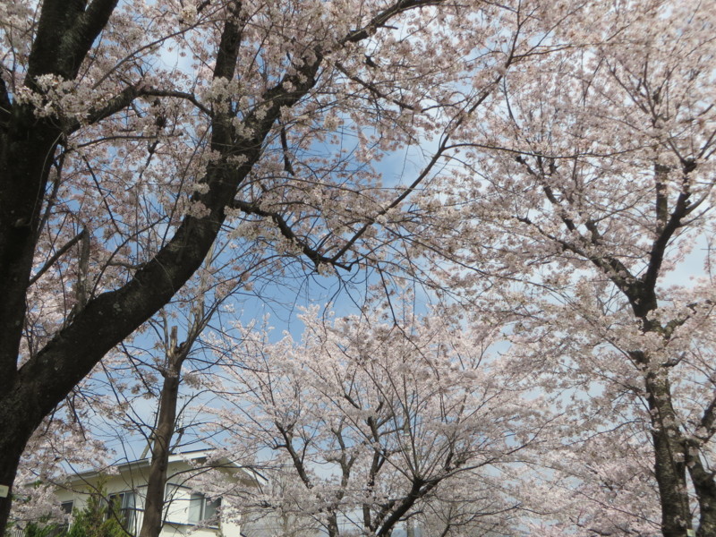 f:id:sasameyuki47:20180330104223j:image:w360 f:id:sasameyuki47:20180330104223j:image:w360