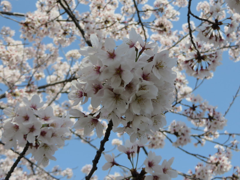f:id:sasameyuki47:20180331105056j:image:w360 f:id:sasameyuki47:20180331105056j:image:w360