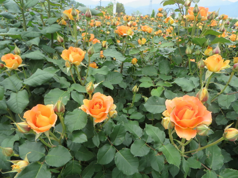 f:id:sasameyuki47:20180502114459j:image:w360 f:id:sasameyuki47:20180502114459j:image:w360