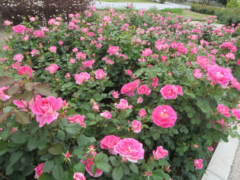 f:id:sasameyuki47:20180502114514j:image:w360 f:id:sasameyuki47:20180502114514j:image:w360