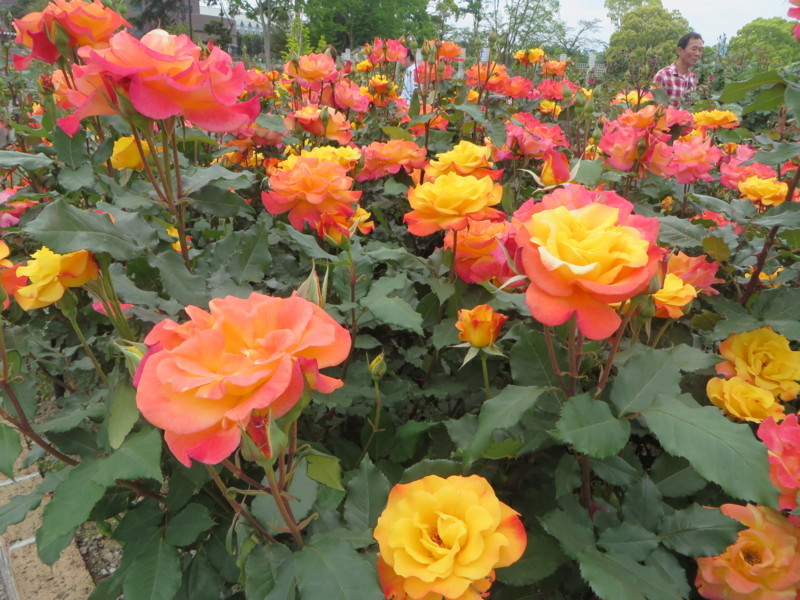 f:id:sasameyuki47:20180502114552j:image:w360 f:id:sasameyuki47:20180502114552j:image:w360