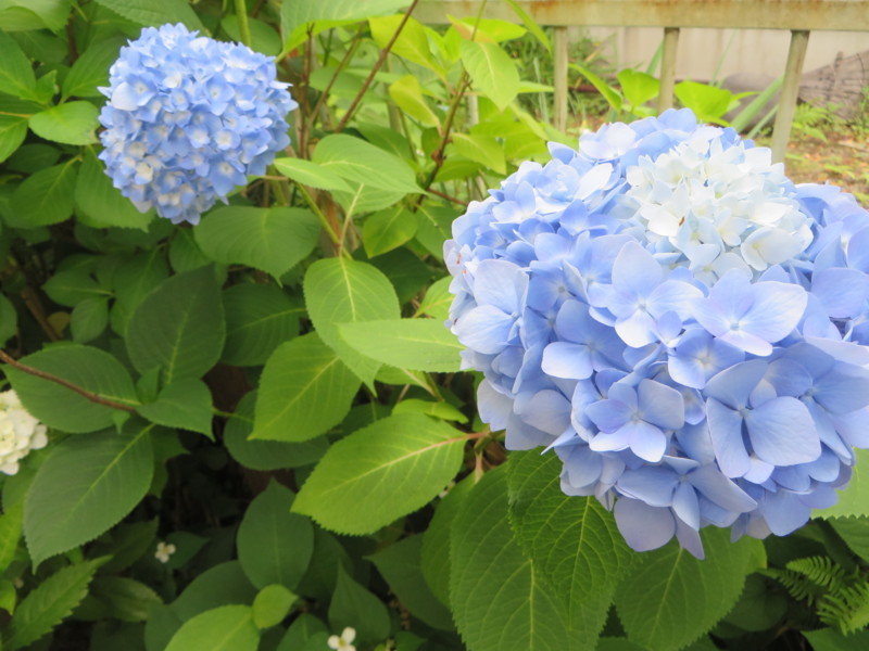 f:id:sasameyuki47:20180530084136j:image:w360