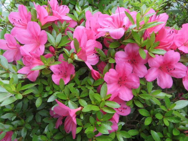 f:id:sasameyuki47:20180530100231j:image:w360 f:id:sasameyuki47:20180530100231j:image:w360