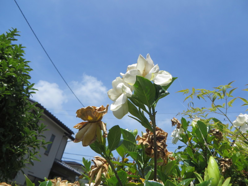 f:id:sasameyuki47:20180701102216j:image:w360 f:id:sasameyuki47:20180701102216j:image:w360