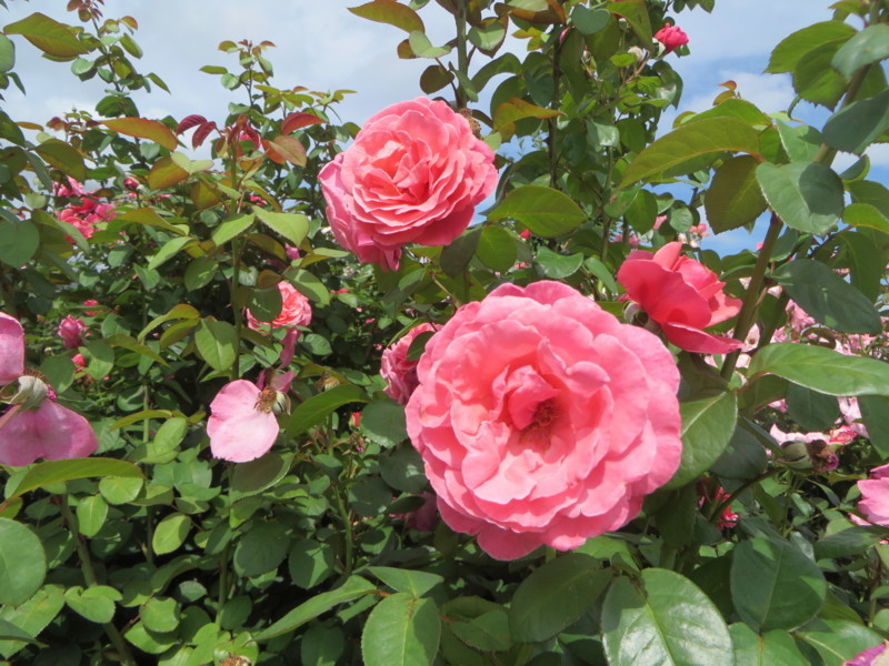 f:id:sasameyuki47:20180708140733j:image:w360 f:id:sasameyuki47:20180708140733j:image:w360