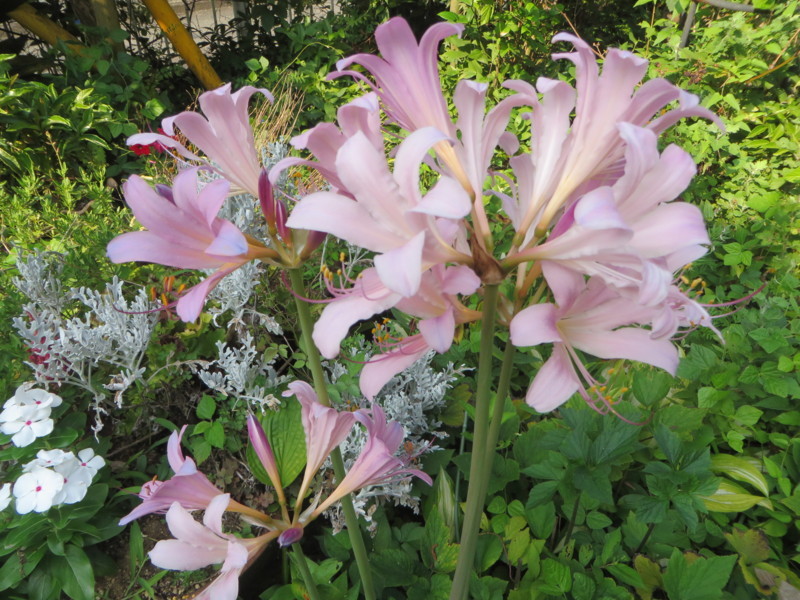 f:id:sasameyuki47:20180805075143j:image:w360 f:id:sasameyuki47:20180805075143j:image:w360