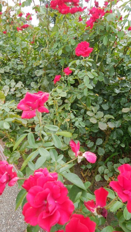 f:id:sasameyuki47:20180905192525j:image:w200 f:id:sasameyuki47:20180905192525j:image:w200