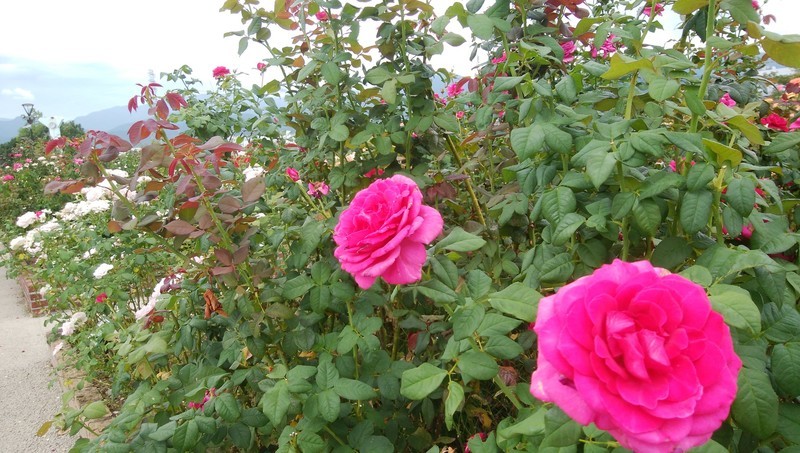 f:id:sasameyuki47:20180905193706j:image:w360 f:id:sasameyuki47:20180905193706j:image:w360