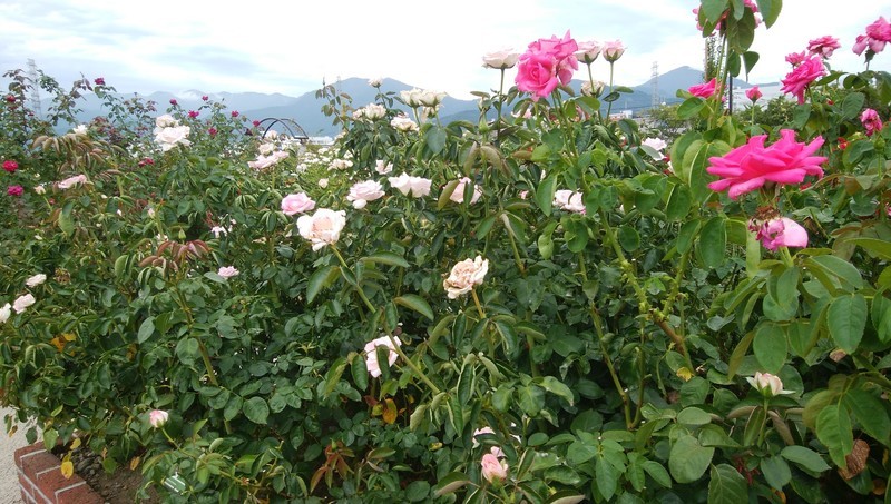 f:id:sasameyuki47:20180905195902j:image:w360 f:id:sasameyuki47:20180905195902j:image:w360