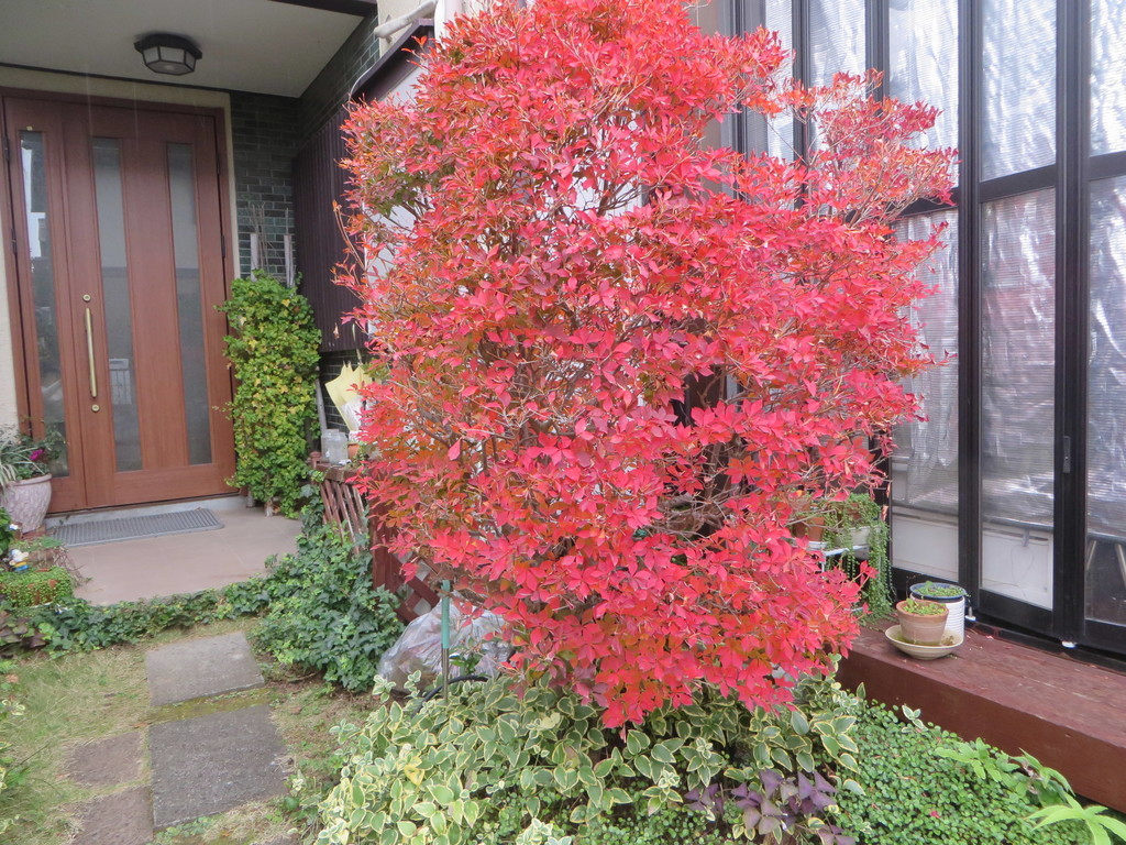 f:id:sasameyuki47:20181203100444j:plain f:id:sasameyuki47:20181203100444j:plain