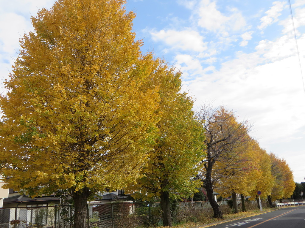 f:id:sasameyuki47:20181205095336j:plain f:id:sasameyuki47:20181205095336j:plain