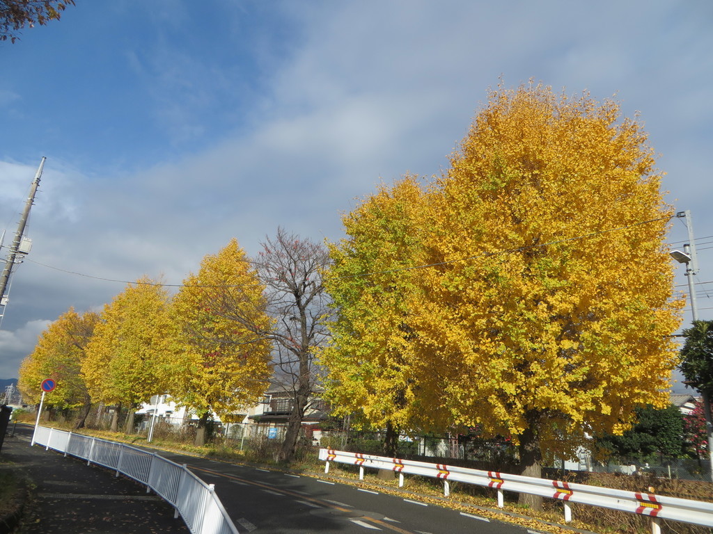 f:id:sasameyuki47:20181205095745j:plain