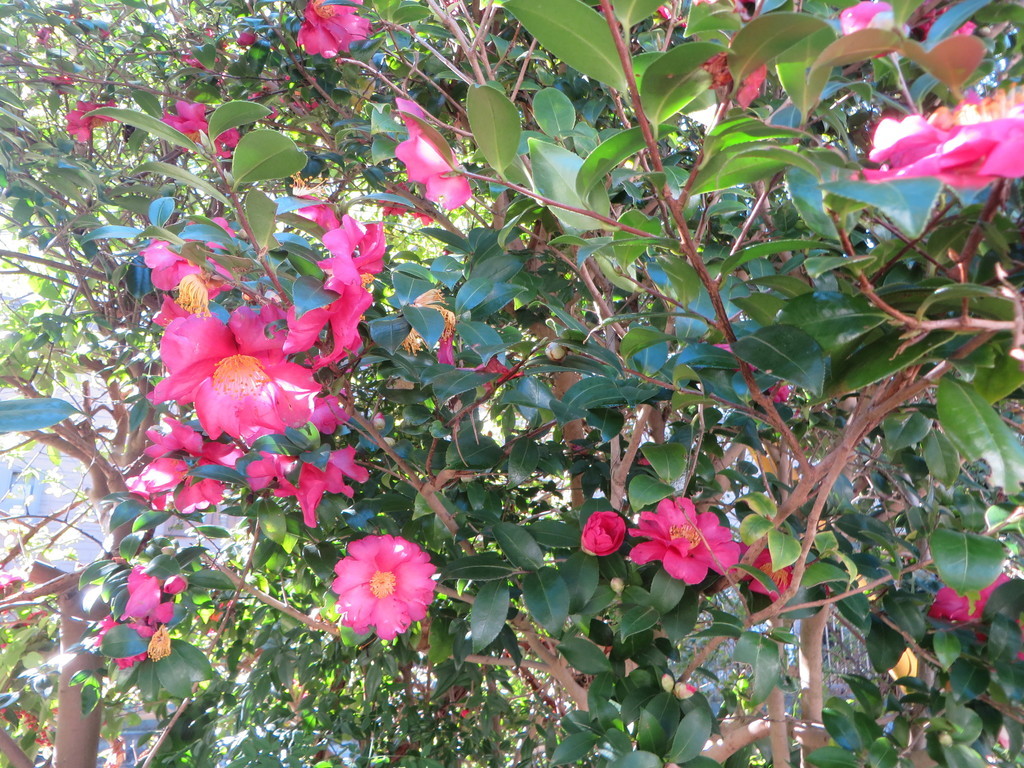 f:id:sasameyuki47:20181214111002j:plain f:id:sasameyuki47:20181214111002j:plain