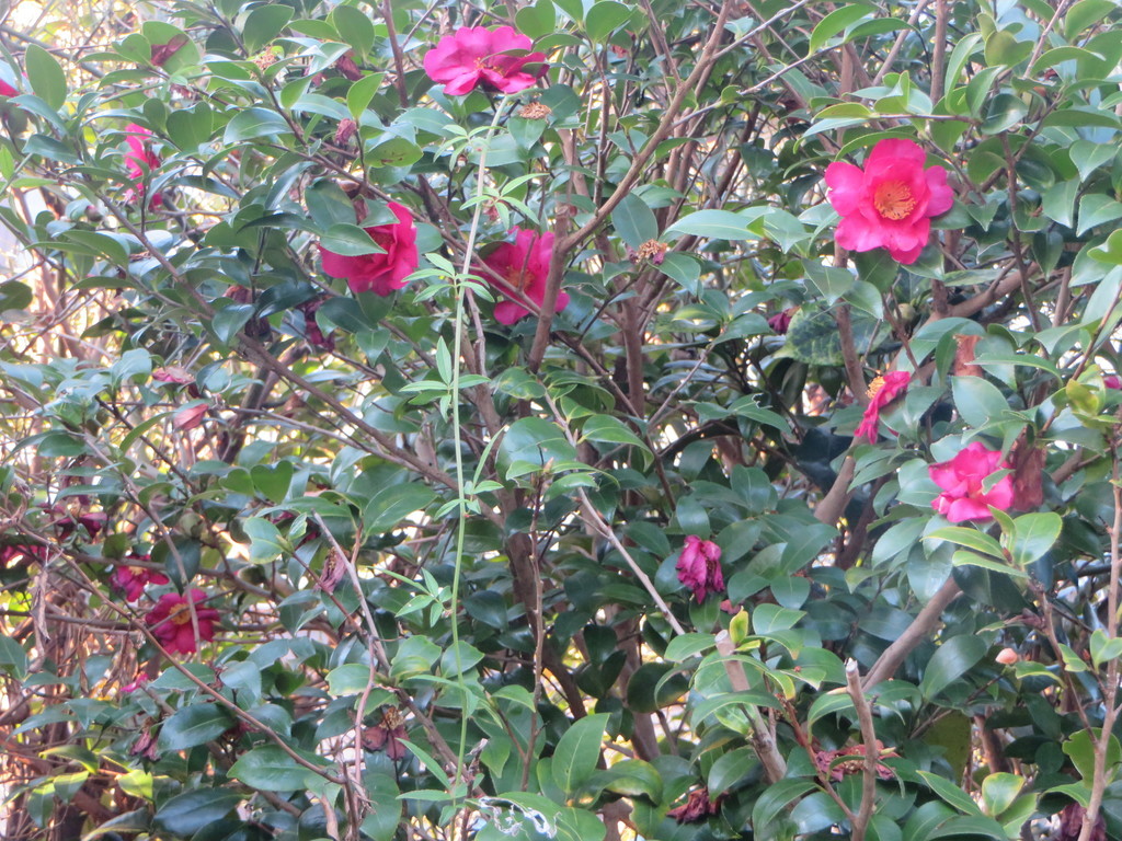 f:id:sasameyuki47:20190208071430j:plain f:id:sasameyuki47:20190208071430j:plain