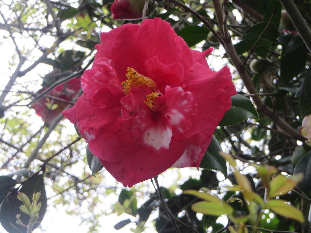 f:id:sasameyuki47:20190321072738j:plain
