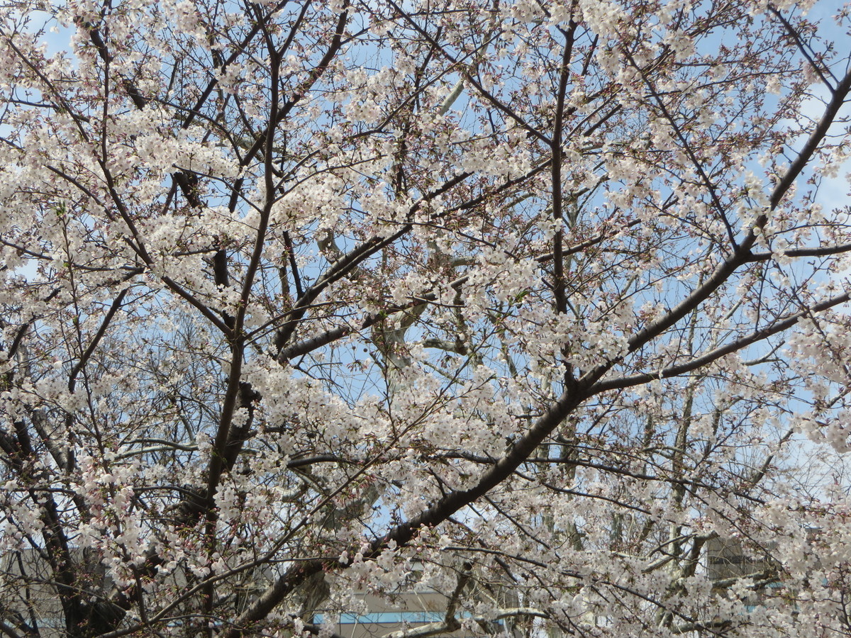 f:id:sasameyuki47:20190328113141j:plain f:id:sasameyuki47:20190328113141j:plain