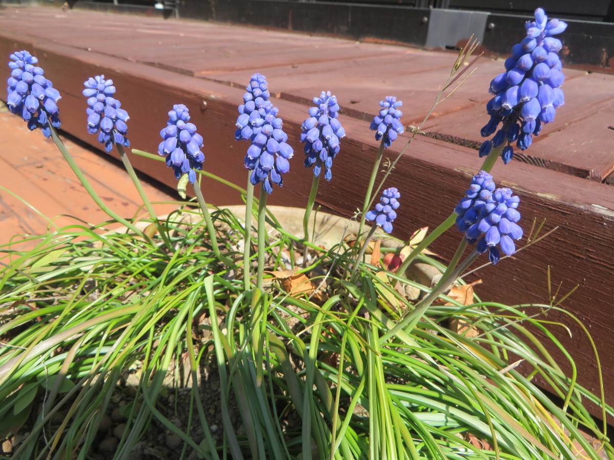 f:id:sasameyuki47:20190403094819j:plain f:id:sasameyuki47:20190403094819j:plain