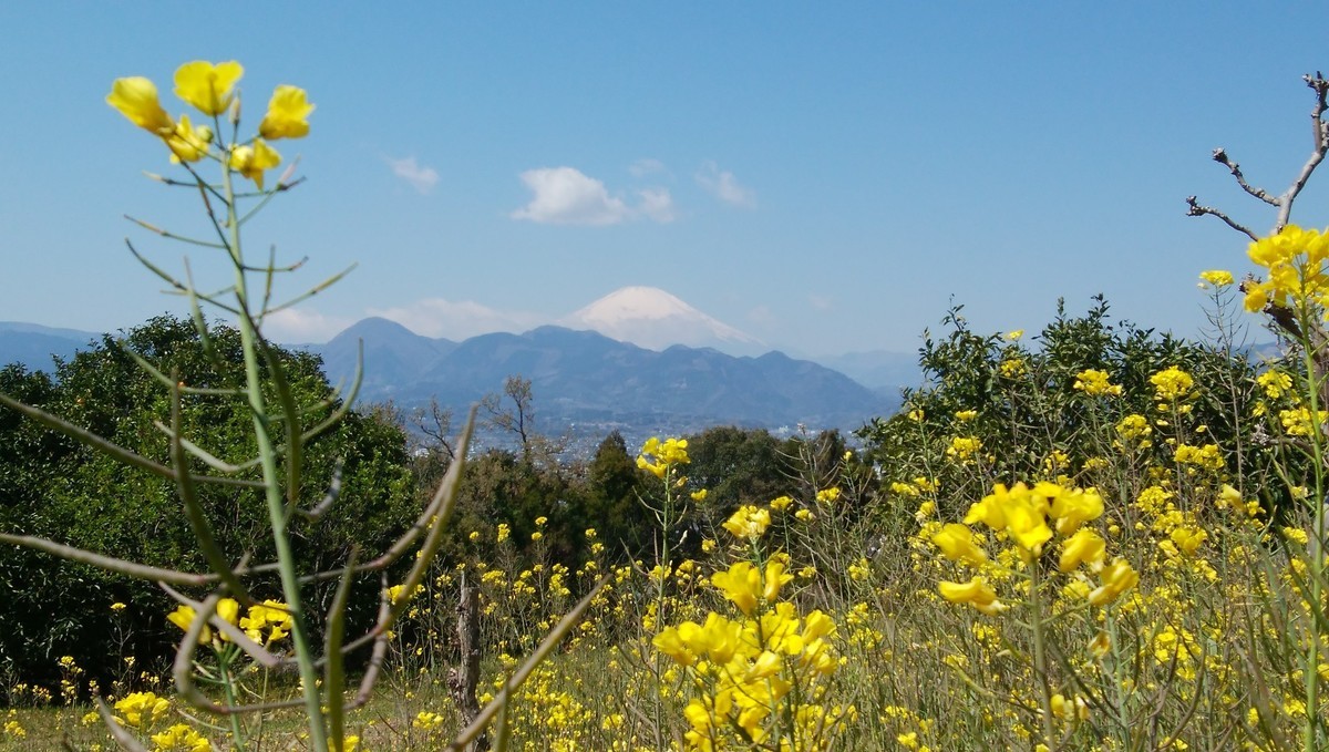 f:id:sasameyuki47:20190407111408j:plain f:id:sasameyuki47:20190407111408j:plain